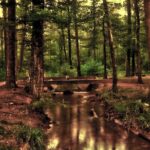 forest, romantic, mystical, nature, tree, bach, watercourse, wave, bridge, swimming pool, kneipp pool, wellness, hdr, the atmosphere, glade, reflection, earth, brown earth, brown forest, brown tree, brown wellness, brown bridge, brown wave, brown mirror, brown waves